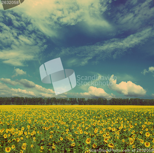 Image of sunflowers field - vintage retro style