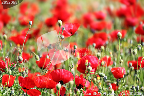 Image of red poppy flowers in field