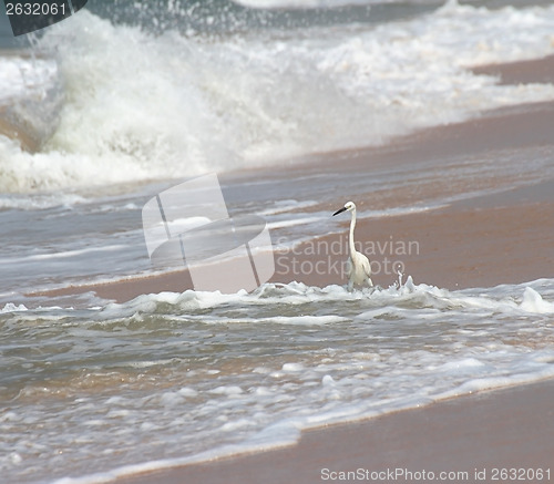 Image of white heron on beach