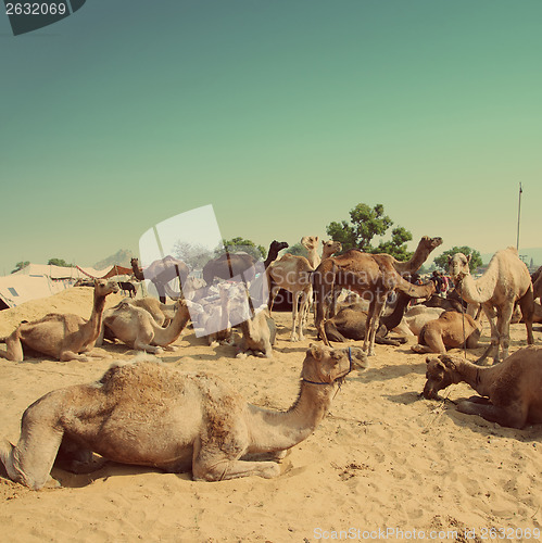 Image of Pushkar Camel Fair - vintage retro style