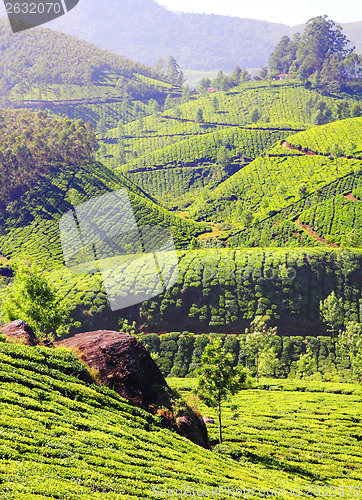 Image of mountain tea plantation in India