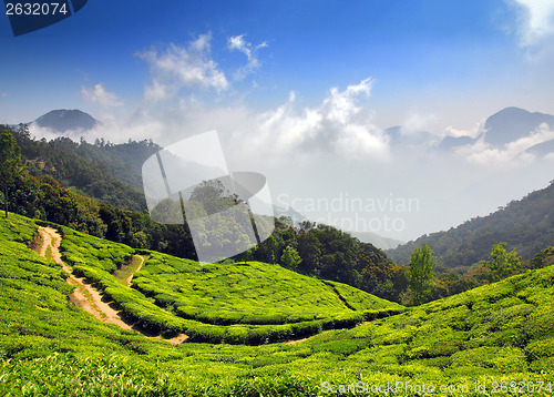 Image of mountain tea plantation in India