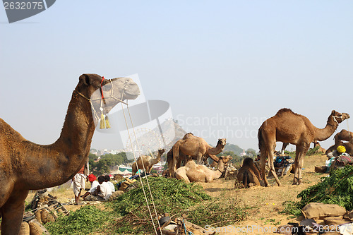 Image of camels during festival in Pushkar