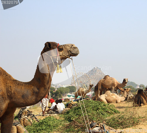 Image of camels during festival in Pushkar