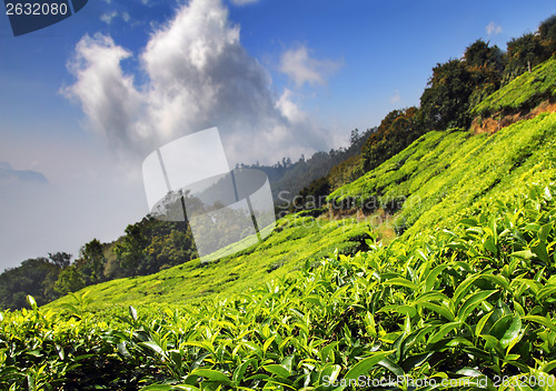 Image of mountain tea plantation in India