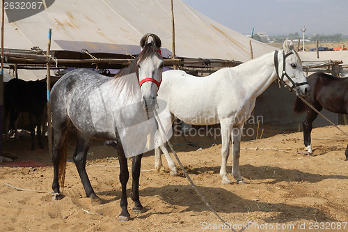 Image of horses at Pushkar Camel Fair