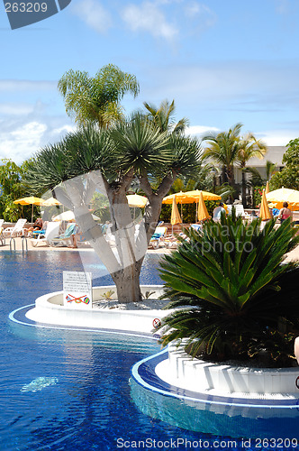 Image of Palms and pool