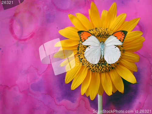 Image of Butterfly and Sunflower