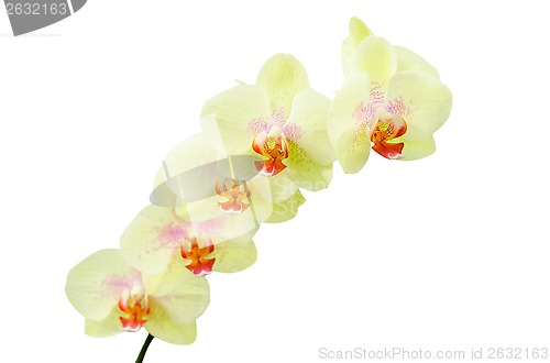 Image of Pastel colored yellow green orchids flower