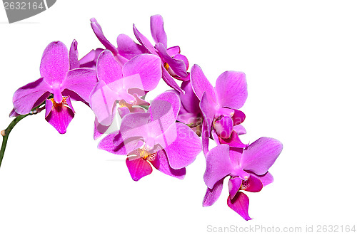 Image of Elegant branch of exotic flowers with purple petals