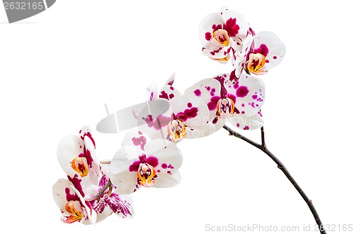 Image of Orchid flowers with purple white spotted petals