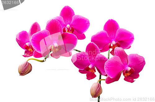 Image of Vibrant colored lilac flowers of orchids