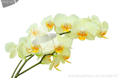 Image of Bouquet of pastel colored delicate spring orchid flowers