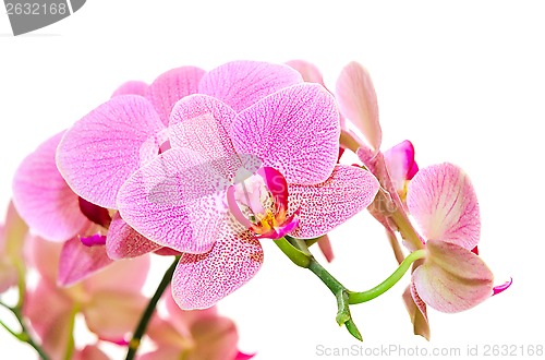 Image of Sunlight spring orchid flower bright spotted