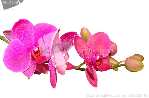 Image of Branch of romantic beautiful violet orchids flower