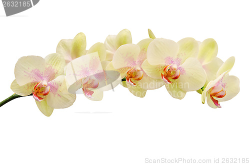 Image of Fragile soft tint flower of orchid