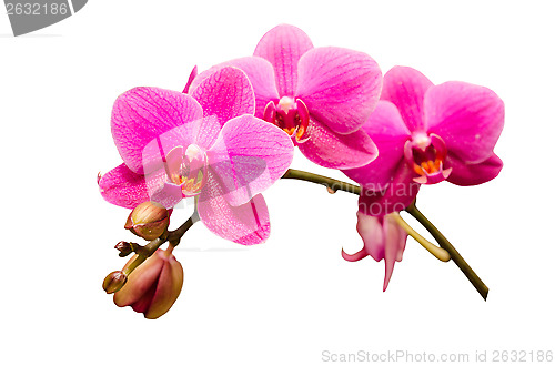 Image of Isolated on white single branch of purple orchid flower