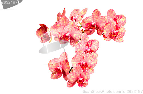 Image of Big bunch of pink tint orchid delicate flowers