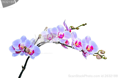 Image of Fragile branch of vibrant purple blue colored orchids