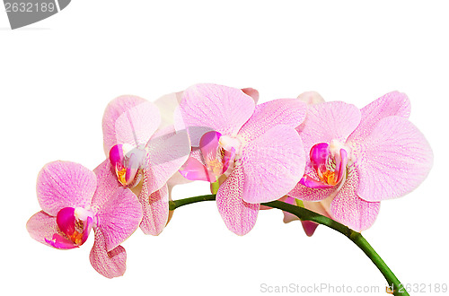 Image of Romantic purity branch of spring pink spotted orchids
