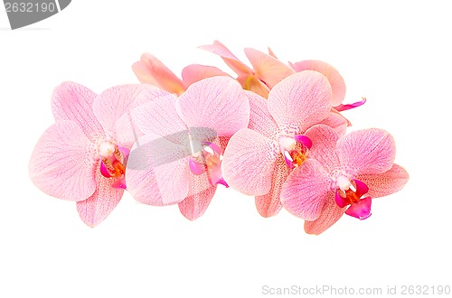 Image of Pink orchid flowers with delicate purple spotted petals