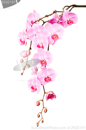 Image of Big beautiful branch of pink orchid flowers with buds