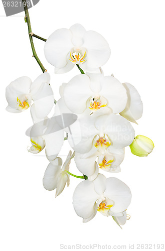 Image of Beautiful gentlie branch of white romantic orchid flowers