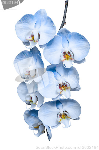 Image of Exotic tropical branch of romantic blue orchids flowers