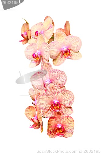 Image of Big colorful orchids flowers bunch