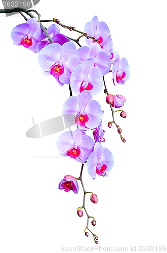 Image of Big elegant branch of lilac orchid flowers with buds