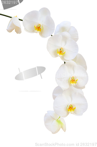 Image of Single delicate branch of white natural orchids flowers