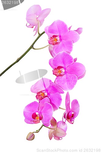 Image of Natural tropical beauty branch of violet orchid flowers