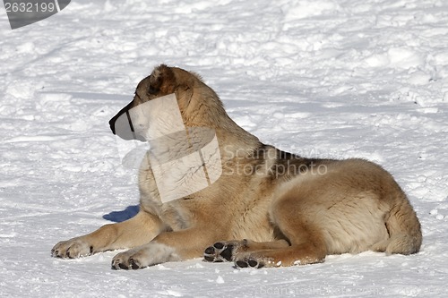 Image of Dog resting on snowy ski slope at nice sun day