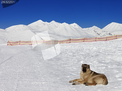 Image of Dog resting on snow at nice sun day