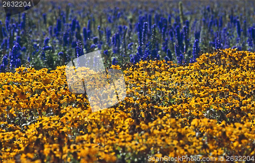 Image of Flower Farm