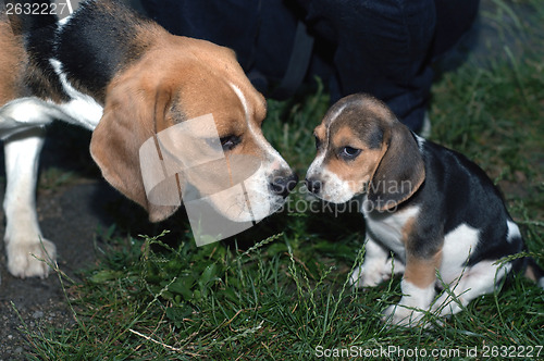 Image of Beagle puppy