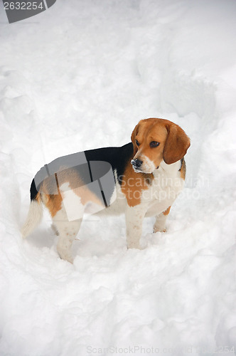Image of Beagle