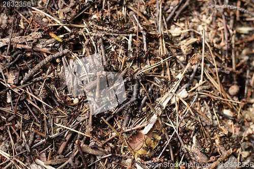 Image of ant colony background