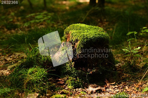 Image of stump with moss 