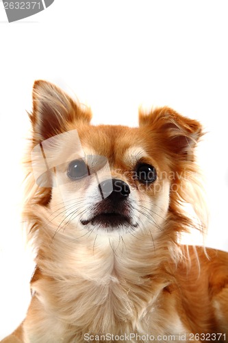 Image of head of brown chiuahua