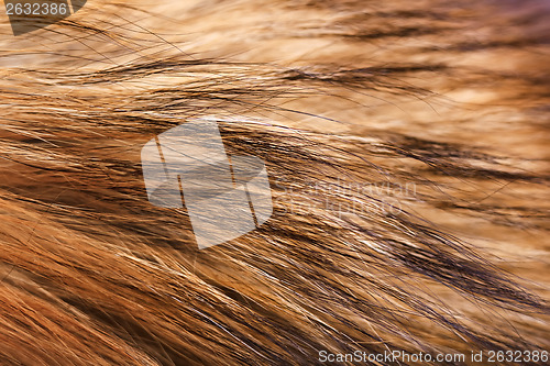 Image of closeup raccoon fur. Macro. horizontal