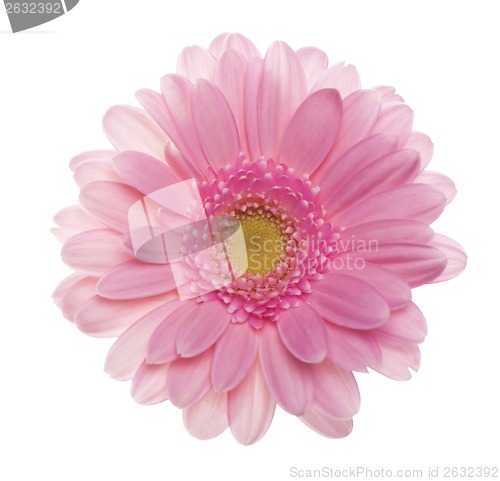 Image of Pink gerbera flower.