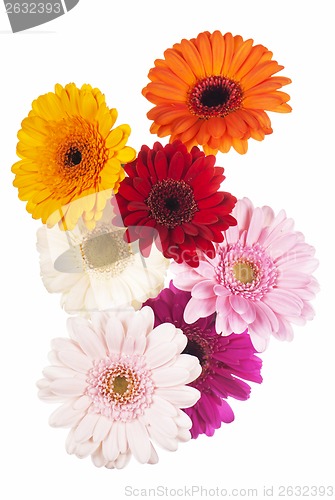 Image of Daisy flower gerbera bouquet isolated