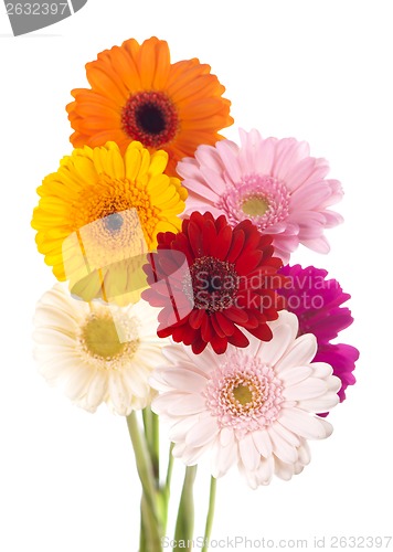 Image of Daisy flower gerbera bouquet isolated