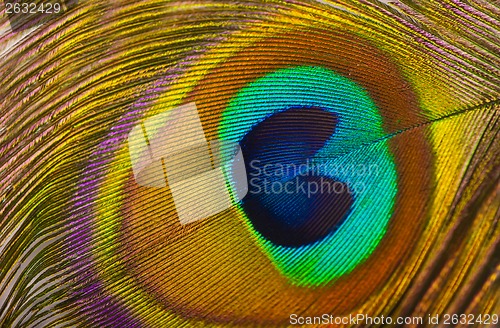 Image of peacock feather