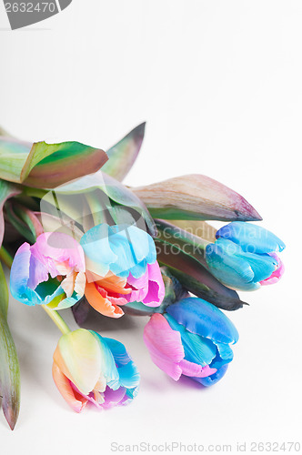 Image of Unusual multicolored tulips