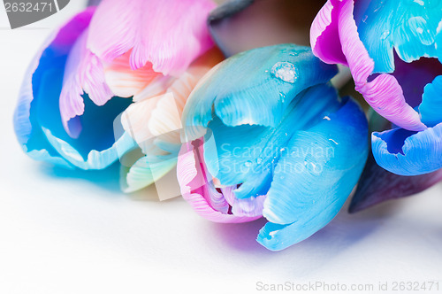 Image of Water drop on the unusual multi colored tulips