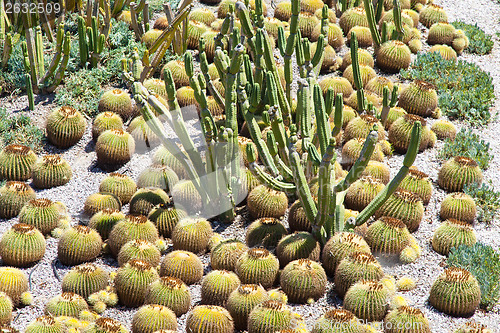 Image of Cactus Garden