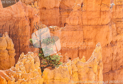 Image of Bryce Canyon