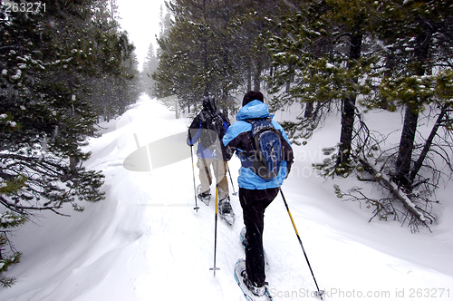 Image of Snow Shoeing